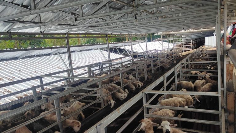 Read more about the article DD Farm Jabar Sediakan 1.050 Ekor Domba Untuk Tebar Hewan Kurban 1443 H