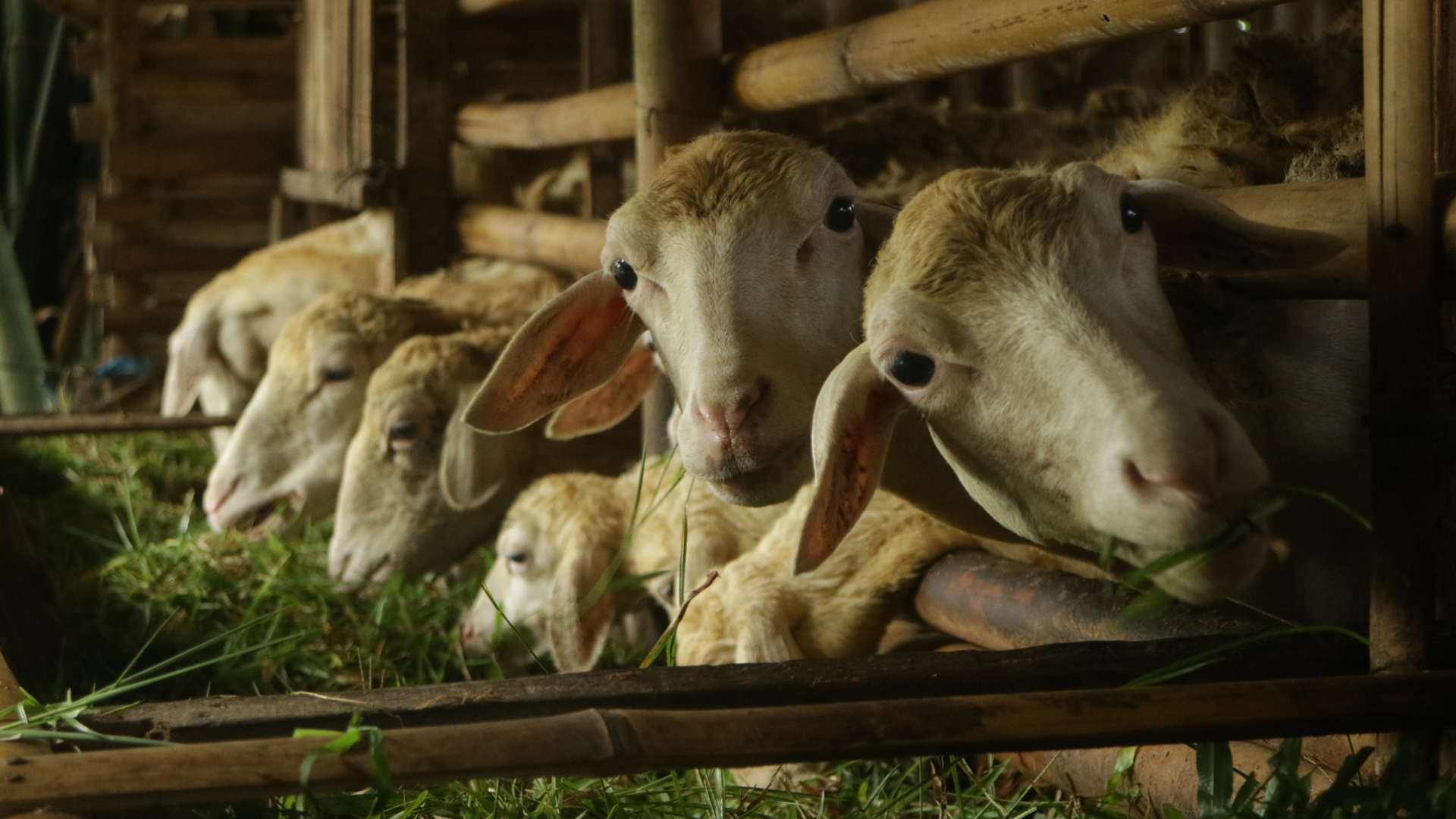 Tidak Menyaksikan Penyembelihan Hewan Kurban, Apakah Ibadah Kurban Tetap Sah?