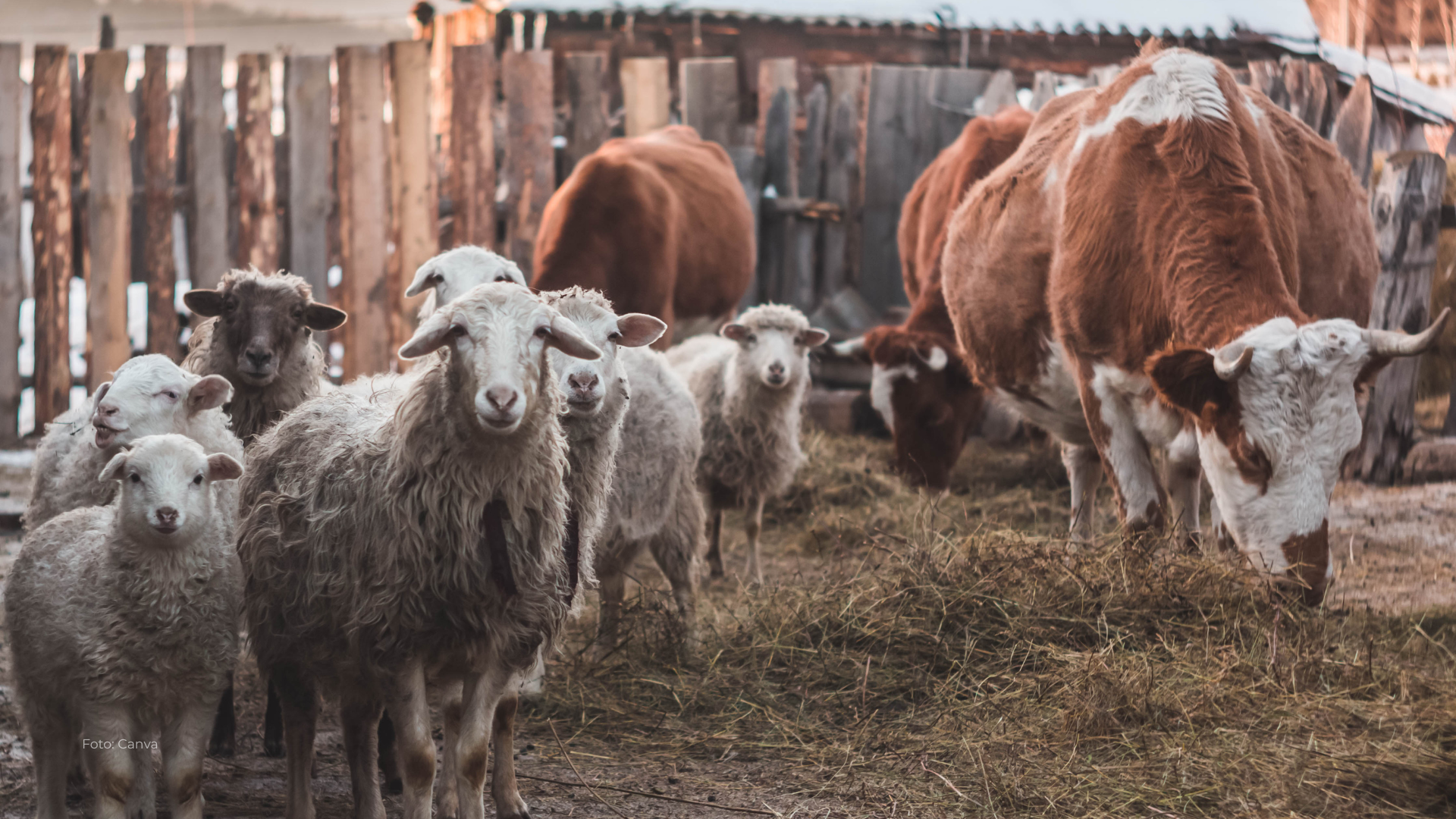 Kurban 1 Kambing atau Patungan 1/7 Sapi, Mana yang Lebih Utama?